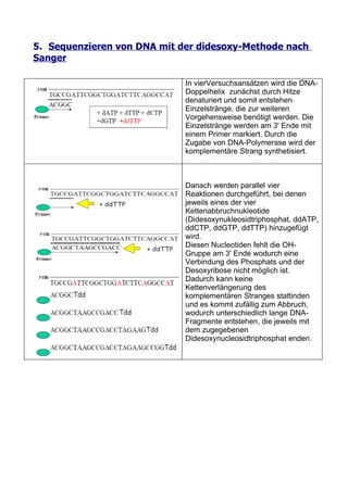 5. Sequenzieren von DNA mit der didesoxy-Methode nach
Sanger

                             In vierVersuchsansätzen wird die DNA-
                             Doppelhelix zunächst durch Hitze
                             denaturiert und somit entstehen
                             Einzelstränge, die zur weiteren
                             Vorgehensweise benötigt werden. Die
                             Einzelstränge werden am 3' Ende mit
                             einem Primer markiert. Durch die
                             Zugabe von DNA-Polymerase wird der
                             komplementäre Strang synthetisiert.



                             Danach werden parallel vier
                             Reaktionen durchgeführt, bei denen
                             jeweils eines der vier
                             Kettenabbruchnukleotide
                             (Didesoxynukleosidtriphosphat, ddATP,
                             ddCTP, ddGTP, ddTTP) hinzugefügt
                             wird.
                             Diesen Nucleotiden fehlt die OH-
                             Gruppe am 3' Ende wodurch eine
                             Verbindung des Phosphats und der
                             Desoxyribose nicht möglich ist.
                             Dadurch kann keine
                             Kettenverlängerung des
                             komplementären Stranges stattinden
                             und es kommt zufällig zum Abbruch,
                             wodurch unterschiedlich lange DNA-
                             Fragmente entstehen, die jeweils mit
                             dem zugegebenen
                             Didesoxynucleosidtriphosphat enden.
 