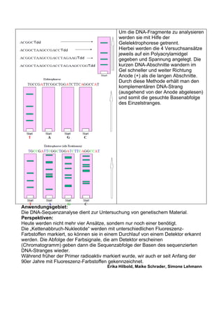 Um die DNA-Fragmente zu analysieren
                                           werden sie mit Hilfe der
                                           Gelelektrophorese getrennt.
                                           Hierbei werden die 4 Versuchsansätze
                                           jeweils auf ein Polyacrylamidgel
                                           gegeben und Spannung angelegt. Die
                                           kurzen DNA-Abschnitte wandern im
                                           Gel schneller und weiter Richtung
                                           Anode (+) als die langen Abschnitte.
                                           Durch diese Methode erhält man den
                                           komplementären DNA-Strang
                                           (ausgehend von der Anode abgelesen)
                                           und somit die gesuchte Basenabfolge
                                           des Einzelstranges.




Anwendungsgebiet:
Die DNA-Sequenzanalyse dient zur Untersuchung von genetischem Material.
Perspektiven:
Heute werden nicht mehr vier Ansätze, sondern nur noch einer benötigt.
Die „Kettenabbruch-Nukleotide“ werden mit unterschiedlichen Fluoreszenz-
Farbstoffen markiert, so können sie in einem Durchlauf von einem Detektor erkannt
werden. Die Abfolge der Farbsignale, die am Detektor erscheinen
(Chromatogramm) geben dann die Sequenzabfolge der Basen des sequenzierten
DNA-Stranges wieder.
Während früher der Primer radioaktiv markiert wurde, wir auch er seit Anfang der
90er Jahre mit Fluoreszenz-Farbstoffen gekennzeichnet.
                                      Erika Hilbold, Maike Schrader, Simone Lehmann
 