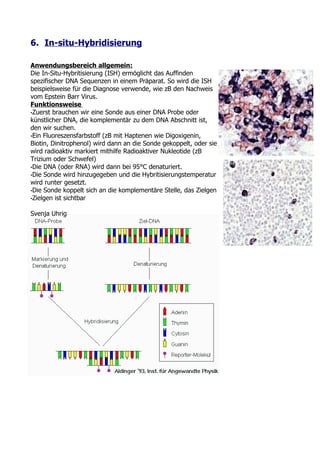 6. In-situ-Hybridisierung

Anwendungsbereich allgemein:
Die In-Situ-Hybritisierung (ISH) ermöglicht das Auffinden
spezifischer DNA Sequenzen in einem Präparat. So wird die ISH
beispielsweise für die Diagnose verwende, wie zB den Nachweis
vom Epstein Barr Virus.
Funktionsweise
•Zuerst brauchen wir eine Sonde aus einer DNA Probe oder
künstlicher DNA, die komplementär zu dem DNA Abschnitt ist,
den wir suchen.
•Ein Fluoreszensfarbstoff (zB mit Haptenen wie Digoxigenin,
Biotin, Dinitrophenol) wird dann an die Sonde gekoppelt, oder sie
wird radioaktiv markiert mithilfe Radioaktiver Nukleotide (zB
Trizium oder Schwefel)
•Die DNA (oder RNA) wird dann bei 95°C denaturiert.
•Die Sonde wird hinzugegeben und die Hybritisierungstemperatur
wird runter gesetzt.
•Die Sonde koppelt sich an die komplementäre Stelle, das Zielgen
•Zielgen ist sichtbar


Svenja Uhrig
 
