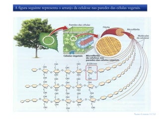 Nuno Correia 11/12
17A figura seguinte representa o arranjo da celulose nas paredes das células vegetais.
 