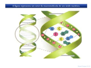 Nuno Correia 11/12
26
A figura representa um setor da macromolécula de um ácido nucleico.
 