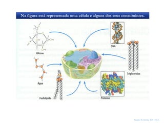 Na figura está representada uma célula e alguns dos seus constituintes.
Nuno Correia 2011/12
3
 