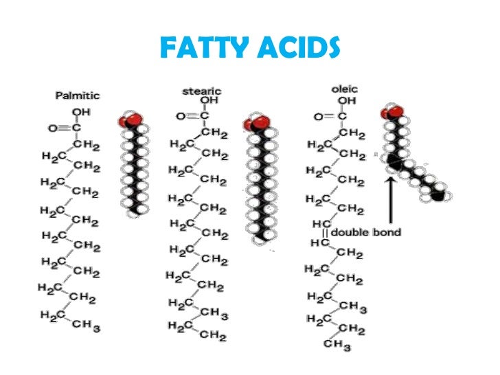 lipid hydrolysis