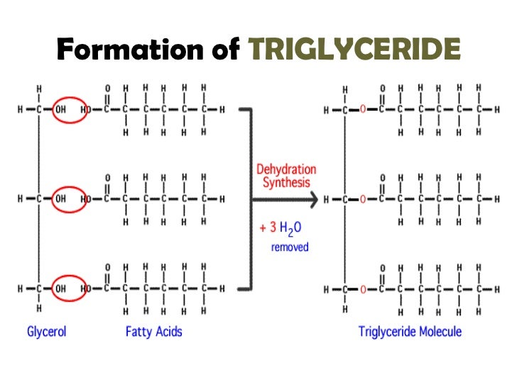 lipid hydrolysis
