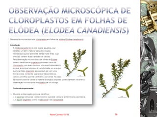 Nuno Correia 10/11   16
 