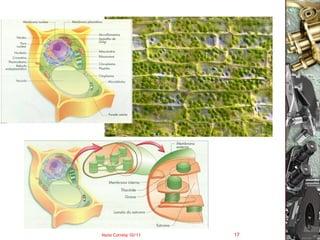 Nuno Correia 10/11   17
 