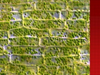 Nuno Correia 10/11   18
 