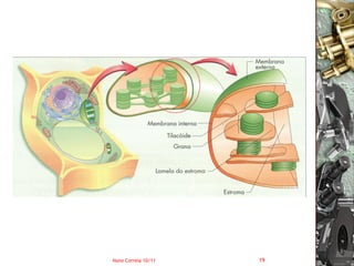 Nuno Correia 10/11   19
 