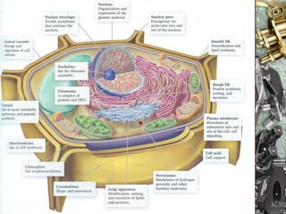 Nuno Correia 10/11   20
 