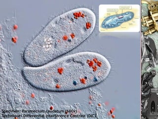 Specimen: Paramecium caudatum (600x)
Technique: Differential Interference Contrast (DIC)
                           Nuno Correia 10/11         21
 