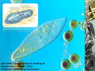 Specimen: Live paramecium feeding on
Haematococcus algae (150x)
Technique: Rheinberg Illumination
                         Nuno Correia 10/11   22
 