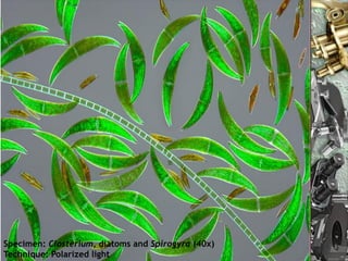 Specimen: Closterium, diatoms and Spirogyra (40x)
Technique: Polarized light Nuno Correia 10/11       24
 
