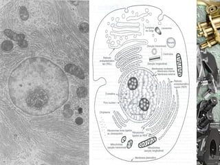 Nuno Correia 10/11   27
 
