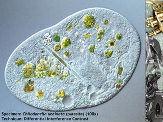 Specimen: Chilodonella uncinata (parasite) (100x)
Technique: Differential Interference Contrast
                           Nuno Correia 10/11       28
 