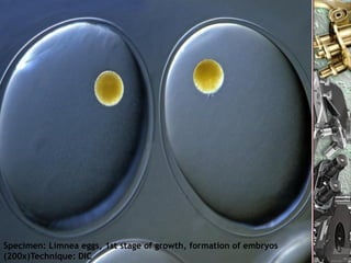 Specimen: Limnea eggs, 1st stage of growth, formation of embryos
(200x)Technique: DIC    Nuno Correia 10/11                 29
 