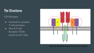 The Structures
CD3 Receptor
● Involved in cytotoxic
T-cell activation
● Part of T-cell
Receptor (TCR)
found on all T-cells
https://en.wikipedia.org/wiki/CD3_(immunology)
 