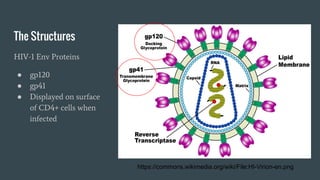 The Structures
HIV-1 Env Proteins
● gp120
● gp41
● Displayed on surface
of CD4+ cells when
infected
https://commons.wikimedia.org/wiki/File:HI-Virion-en.png
 