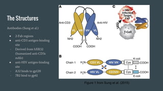 The Structures
Antibodies (Sung et al.)
● 2-Fab regions
● anti-CD3 antigen-binding
site
- Derived from hXR32
(humanized anti-CD3ε
mAb)
● anti-HIV antigen-binding
site
- A32 binds to gp120
- 7B2 bind to gp41
Figure 1 from Sung et al. (2015)
 