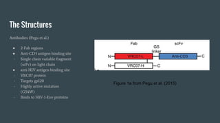 The Structures
Antibodies (Pegu et al.)
● 2-Fab regions
● Anti-CD3 antigen-binding site
- Single chain variable fragment
(scFv) on light chain
● anti-HIV antigen-binding site
- VRC07 protein
- Targets gp120
- Highly active mutation
(G54W)
- Binds to HIV-1-Env proteins
Figure 1a from Pegu et al. (2015)
 