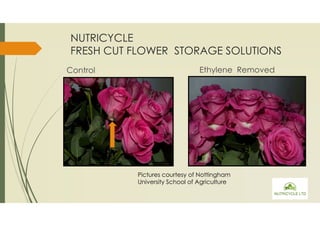 NUTRICYCLE 
FRESH CUT FLOWER STORAGE SOLUTIONS 
Control Ethylene Removed 
Pictures courtesy of Nottingham 
University School of Agriculture 
 