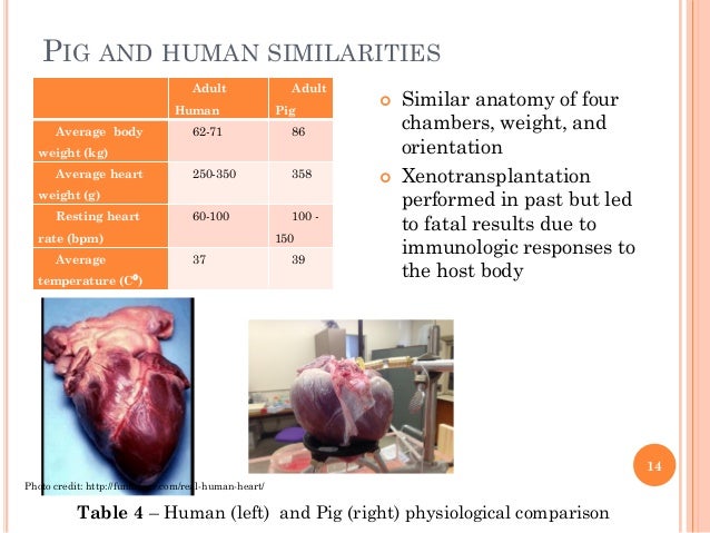 FINAL Defense Presentation; Talukder - Ex-Vivo Slaughterhouse Porcine…