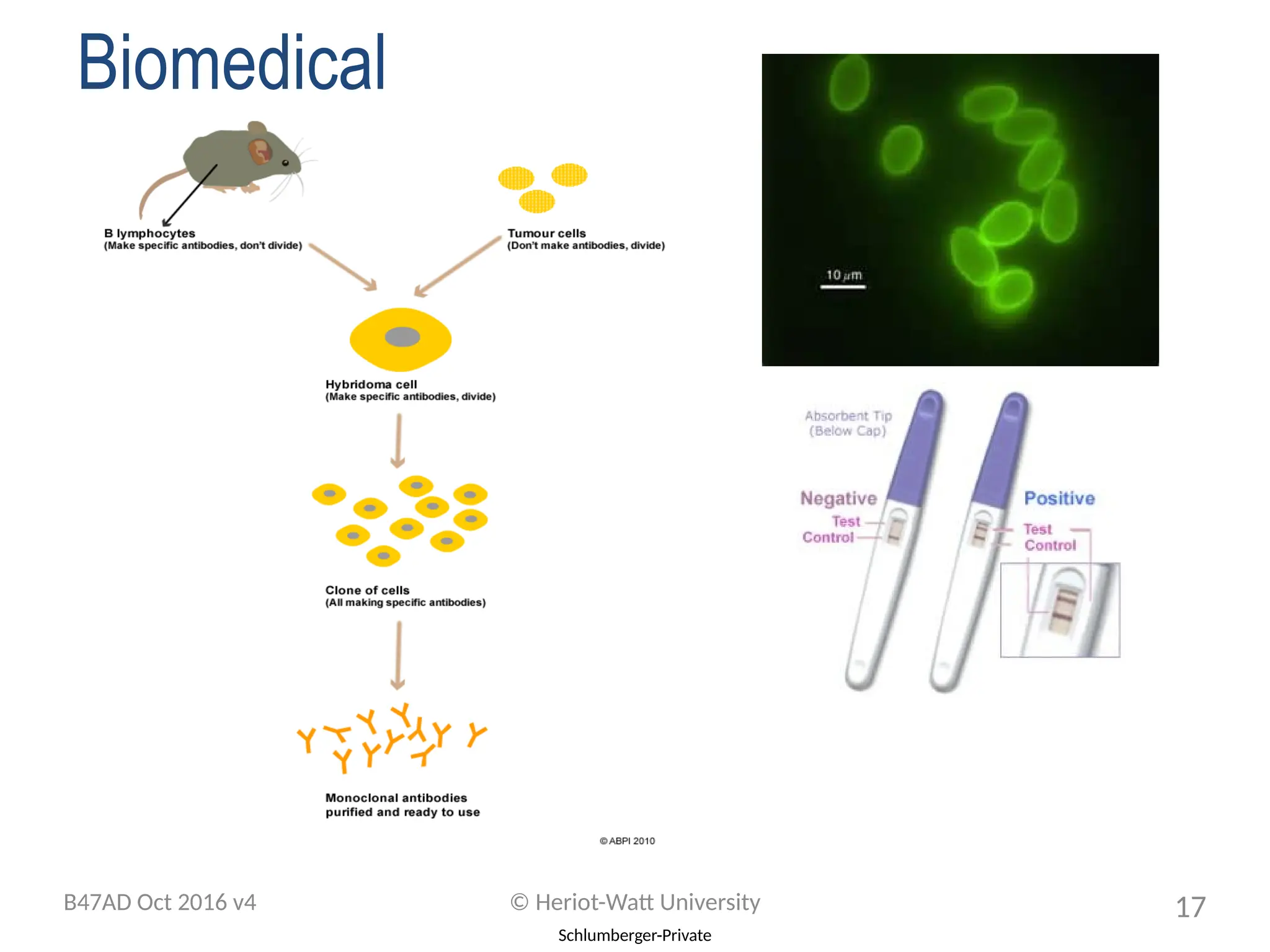 Schlumberger-Private
Biomedical
B47AD Oct 2016 v4 © Heriot-Watt University 17
 