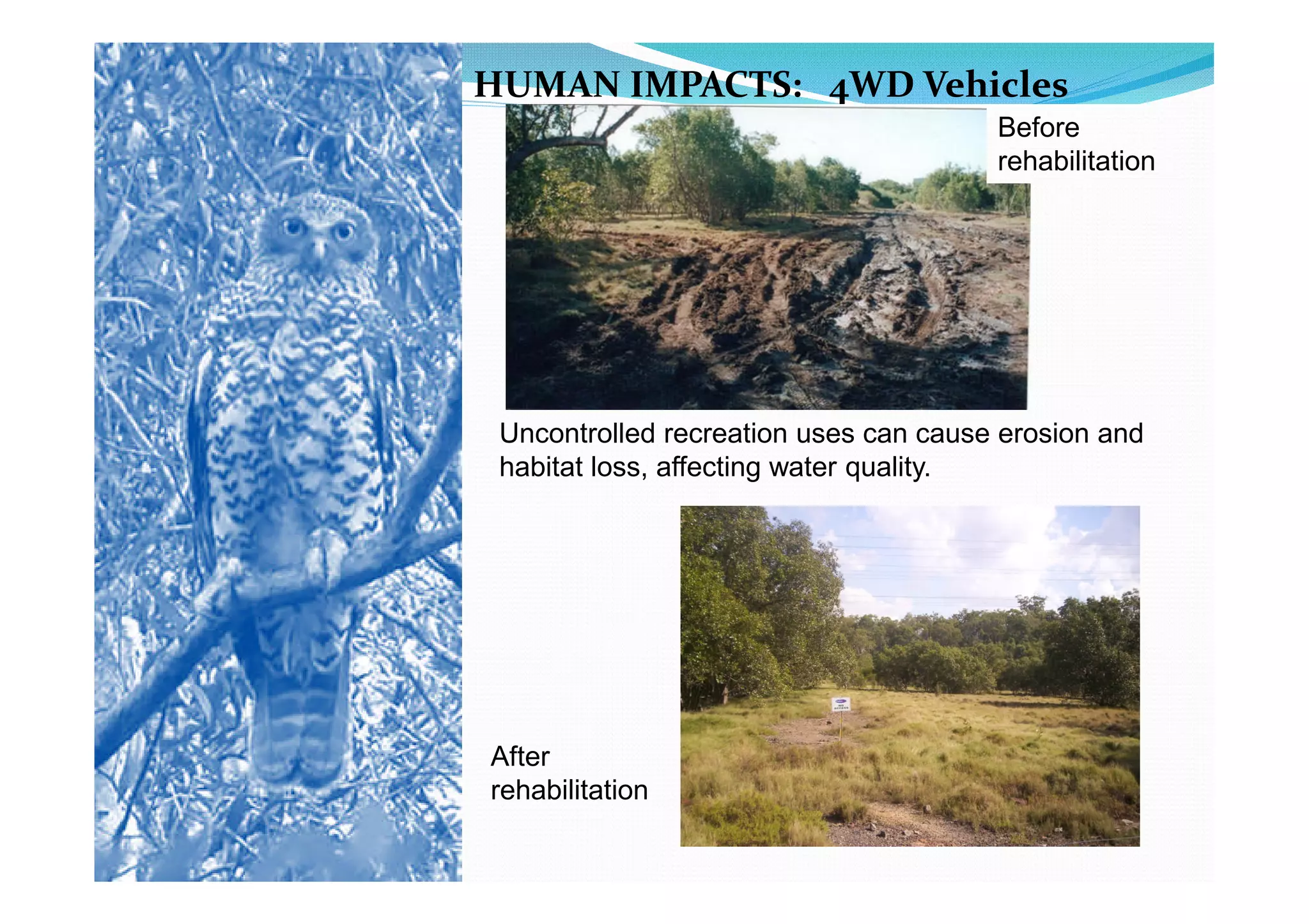 HUMAN IMPACTS: 4WD Vehicles
                                       Before
                                       rehabilitation




 Uncontrolled recreation uses can cause erosion and
 habitat loss, affecting water quality.




After
rehabilitation
 