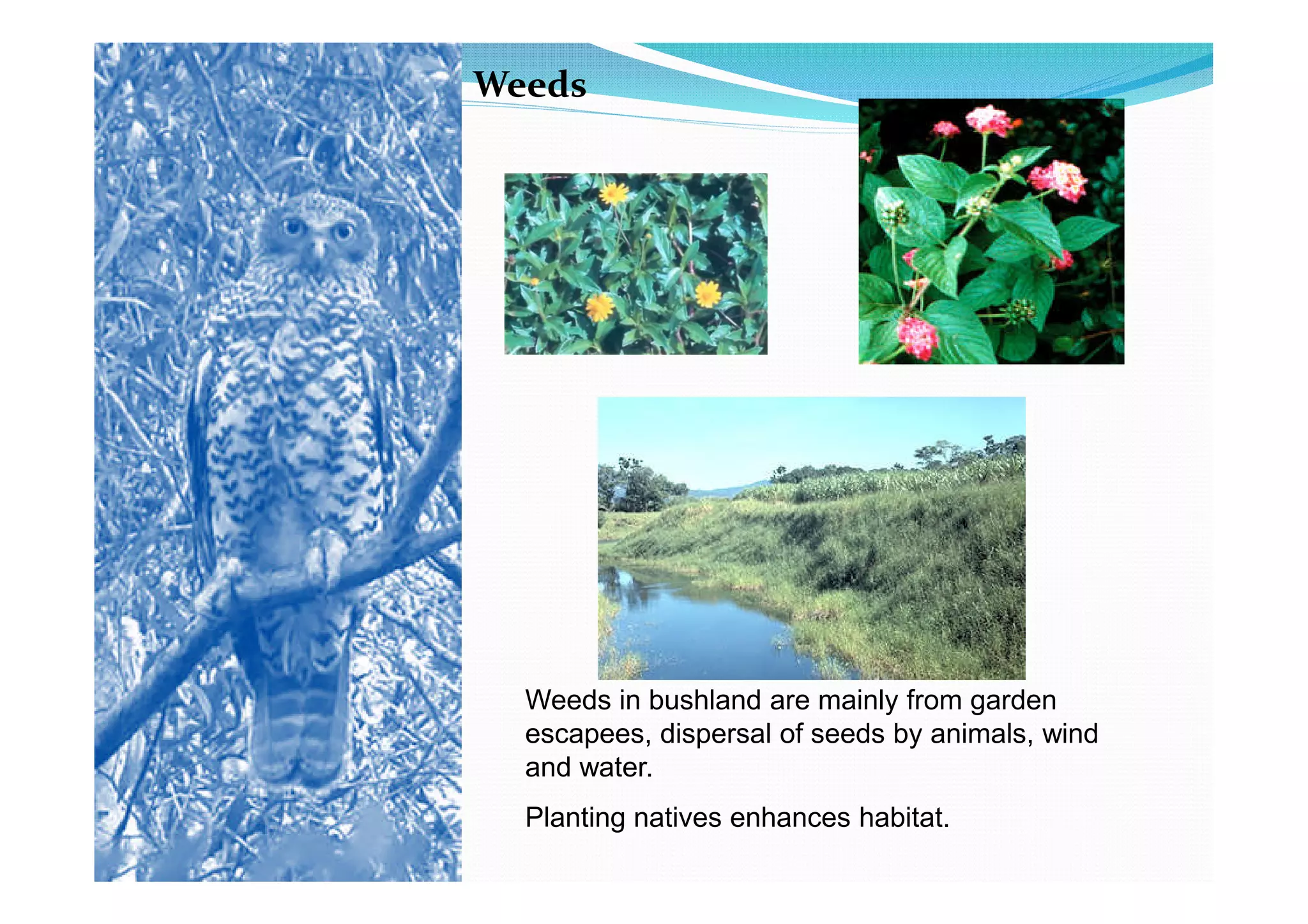 Weeds




  Weeds in bushland are mainly from garden
  escapees, dispersal of seeds by animals, wind
  and water.
  Planting natives enhances habitat.
 