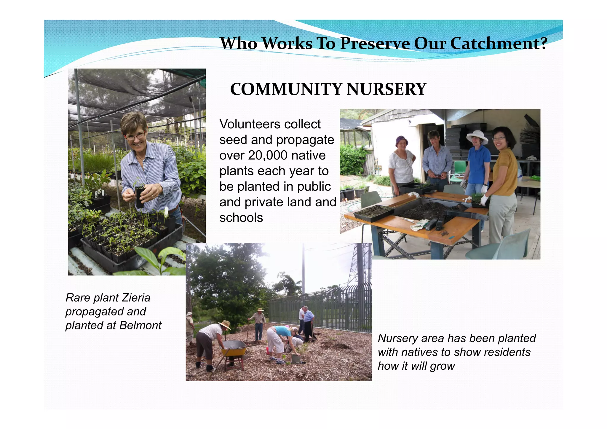Who Works To Preserve Our Catchment?

                      COMMUNITY NURSERY
                     Volunteers collect
                     seed and propagate
                     over 20,000 native
                     plants each year to
                     be planted in public
                     and private land and
                     schools




Rare plant Zieria
propagated and
planted at Belmont
                                            Nursery area has been planted
                                            with natives to show residents
                                            how it will grow
 