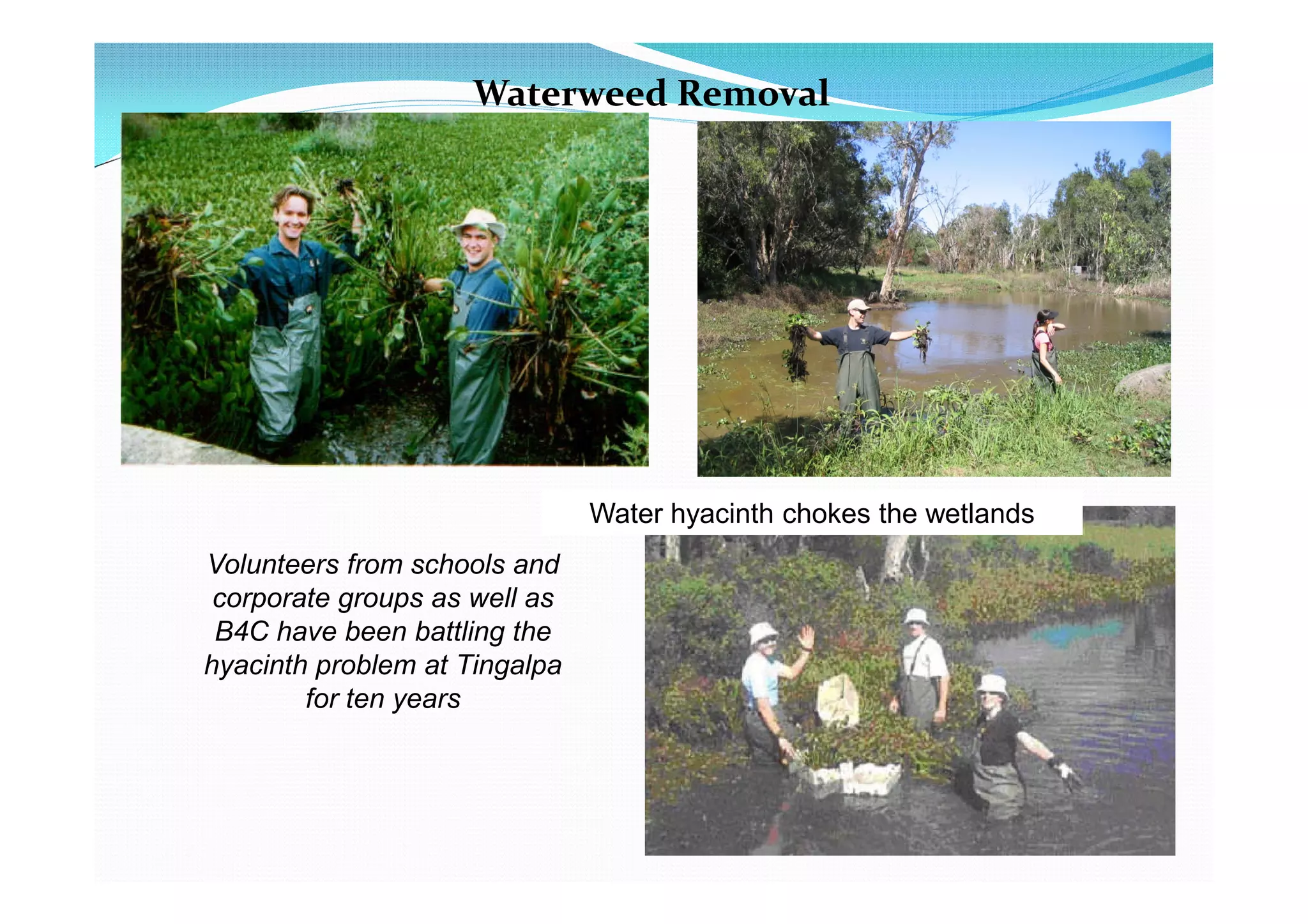 Waterweed Removal




                               Water hyacinth chokes the wetlands
Volunteers from schools and
 corporate groups as well as
 B4C have been battling the
hyacinth problem at Tingalpa
        for ten years
 