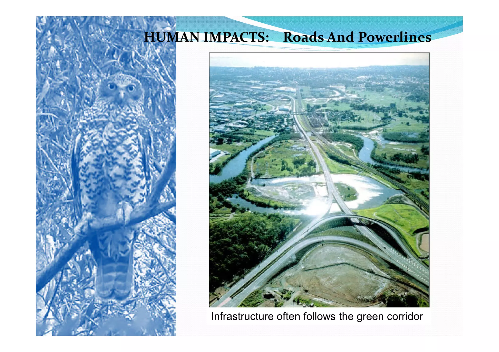 HUMAN IMPACTS: Roads And Powerlines




        Infrastructure often follows the green corridor
 