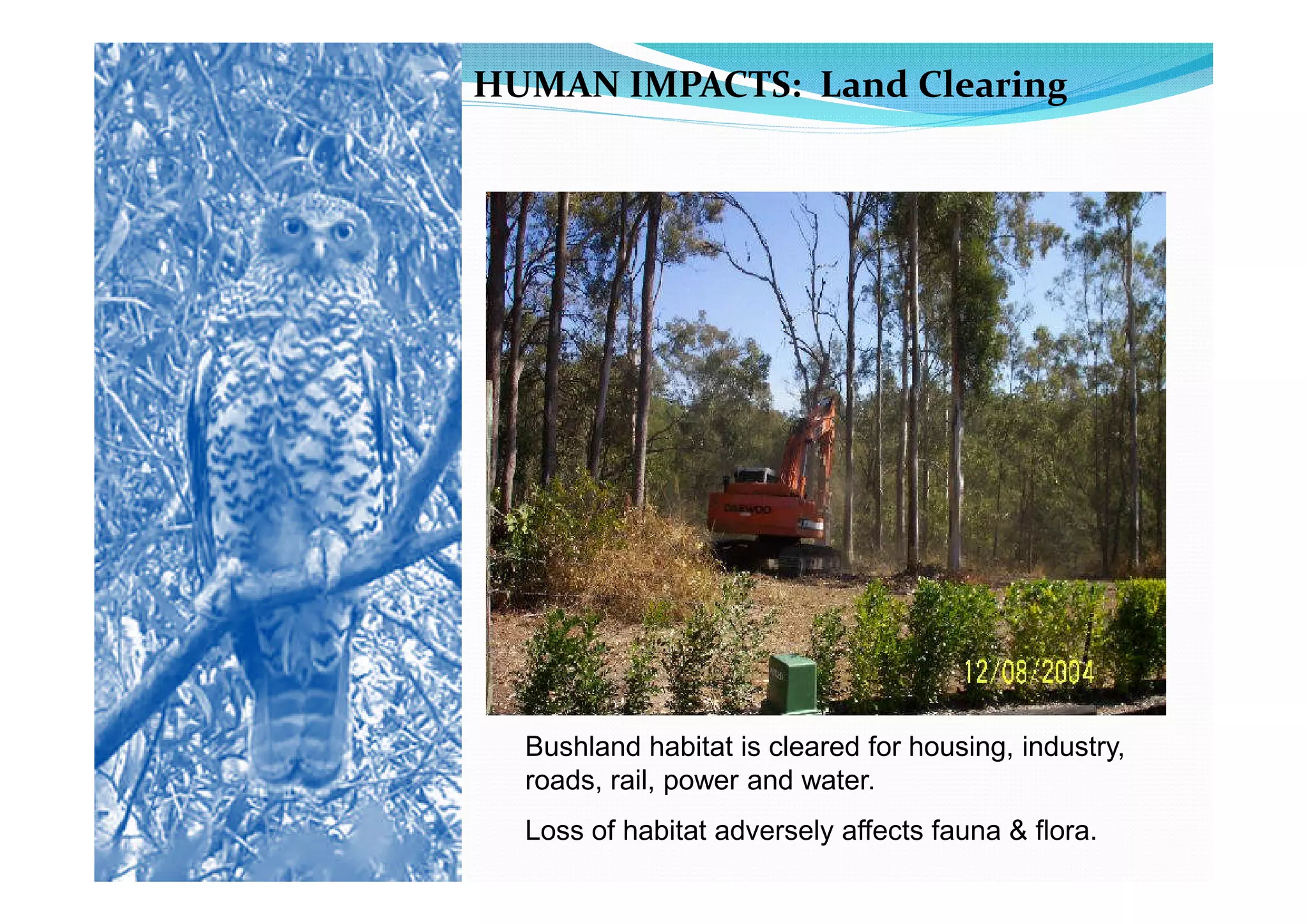 HUMAN IMPACTS: Land Clearing




  Bushland habitat is cleared for housing, industry,
  roads, rail, power and water.
  Loss of habitat adversely affects fauna & flora.
 