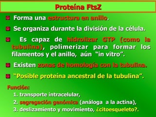 Proteína FtsZ
  Forma una estructura en anillo.
  Se organiza durante la división de la célula.
  Es capaz de hidrolizar GTP (como la
tubulina), polimerizar para formar los
filamentos y el anillo, aún “in vitro”.
  Existen zonas de homología con la tubulina.
  “Posible proteína ancestral de la tubulina”.
Función:
1. transporte intracelular,
2. segregación genómica (análoga a la actina),
3. deslizamiento y movimiento, ¿citoesqueleto?.
 