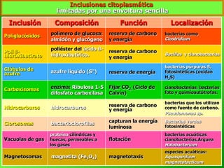 Inclusiones citoplasmática
limitadas por una envoltura sencilla
Inclusión Composición Función Localización
Poliglucósidos polímero de glucosa:
almidón y glucógeno
reserva de carbono
y energía
bacterias como
Clostridium
Poli β-
hidroxibutirato
poliéster del ácido ß-
hidroxibutírico.
reserva de carbono
y energía
Bacillus y cianobacterias
Glóbulos de
azufre azufre líquido (S°) reserva de energía
bacterias púrpuras S,
fotosintéticas (oxidan
H2S)
Carboxisomas enzima: Ribulosa 1-5
difosfato carboxilasa
Fijar CO2, (Ciclo de
Calvin)
cianobacterias, bacterias
foto y quimioautótrofas.
Hidrocarburos hidrocarburos reserva de carbono
y energía
bacterias que los utilizan
como fuente de carbono.
Pseudomonas sp.
Clorosomas bacterioclorofilas capturan la energía
luminosa
Bacterias verdes
fotosintéticas
Vacuolas de gas
proteína cílíndricas y
huecas, permeables a
los gases
flotación
bacterias acuáticas
cianobacterias,Arquea
Halobacterium
Magnetosomas magnetita (Fe3O4) magnetotaxis
especies acuáticas:
Aquaspirillum
magnetotacticum
 