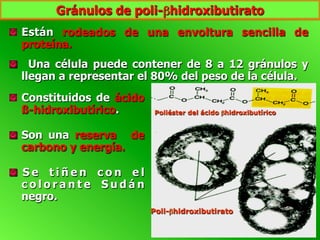   Constituidos de ácido
ß-hidroxibutírico.
  Son una reserva de
carbono y energía.
  S e t i ñ e n c o n e l
c o l o r a n t e S u d á n
negro.
Poli-βhidroxibutirato
Poliéster del ácido βhidroxibutírico
  Están rodeados de una envoltura sencilla de
proteína.
  Una célula puede contener de 8 a 12 gránulos y
llegan a representar el 80% del peso de la célula.
Gránulos de poli-βhidroxibutirato
 