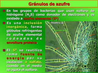  En los grupos de bacterias que usan sulfuro de
hidrógeno (H2S) como donador de electrones y es
oxidado a azufre elemental (S0).
  Es una inclusión
inorgánica, forma
glóbulos refringentes
de azufre elemental
r o d e a d o s d e
envoltura proteica.
  El S0 se reutiliza
c o m o f u e n t e d e
e n e r g í a p o r s u
oxidación a sulfato,
cuando en el medio
se agota el sulfuro.
Thiothrix sp
Gránulo de So
Gránulos de azufre
 