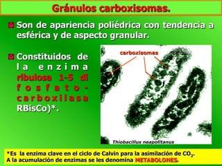  Son de apariencia poliédrica con tendencia a
esférica y de aspecto granular.
*Es la enzima clave en el ciclo de Calvin para la asimilación de CO2.
A la acumulación de enzimas se les denomina METABOLONES.
  Constituidos de
l a e n z i m a
ribulosa 1-5 di
f o s f a t o -
c a r b o x i l a s a
RBisCo)*.
carboxisomas
Thiobacillus neapolitanus
Gránulos carboxisomas.
 