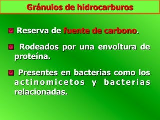Gránulos de hidrocarburos
  Reserva de fuente de carbono.
  Rodeados por una envoltura de
proteína.
  Presentes en bacterias como los
actinomicetos y bacterias
relacionadas.
 