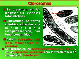Clorosomas
  Se presentan en las
b a c t e r i a s v e r d e s
fotosintéticas.
  Estructuras de forma
cilíndrica adheridas a la
m e m b r a n a
citoplasmática, sin
tener continuidad.
  Están rodeados por
u n a m o n o c a p a d e
proteína.
  Se localizan en las bacterioclorofilas (c, c3, d ó e) y
en los pigmentos accesorios para la transferencia de
energía en la fotosíntesis.
clorosomas
Pelodyctium sp.
 