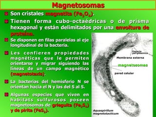 pared celular
Aquaspirillum
magnetotacticum
Membrana externa
Espacio
periplásmico
magnetosomas
  Se disponen en filas paralelas al eje
longitudinal de la bacteria.
  L e s c o n f i e r e n p r o p i e d a d e s
magnéticas que le permiten
orientarse y migrar siguiendo las
líneas de un campo magnético
(magnetotaxis).
  La bacterias del hemisferio N se
orientan hacia el N y las del S al S.
  Algunas especies que viven en
h a b i t a t s s u l f u r o s o s p o s e e n
magnetosomas de grieguita (Fe3S4)
y de pirita (FeS2).
  Son cristales magnetita (Fe3O4).
  Tienen forma cubo-octaédricas o de prisma
hexagonal y están delimitados por una envoltura de
proteína.
Magnetosomas
 