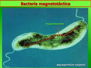 Aquaspirillum serpens
magnetosoma
Bacteria magnetotáctica
 