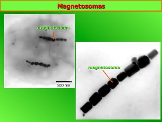 magnetosoma
magnetosoma
Magnetosomas
 