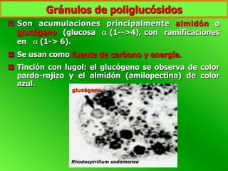 glucógeno
Rhodospirillum sodomense
  Son acumulaciones principalmente almidón o
glucógeno (glucosa α (1-->4), con ramificaciones
en α (1-> 6).
  Se usan como fuente de carbono y energía.
  Tinción con lugol: el glucógeno se observa de color
pardo-rojizo y el almidón (amilopectina) de color
azul.
Gránulos de poliglucósidos
 
