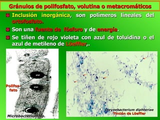   Inclusión inorgánica, son polímeros lineales del
ortofosfato.
  Son una fuente de fósforo y de energía.
  Se tiñen de rojo violeta con azul de toluidina o el
azul de metileno de Löeffler,.
Polifos-
fato
Microbacterium sp.
Corynebacterium diphteriae
Tinción de Löeffler
Gránulos de polifosfato, volutina o metacromáticos
 