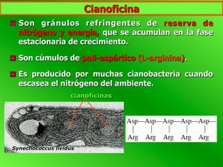Cianoficina
  Son gránulos refringentes de reserva de
nitrógeno y energía, que se acumulan en la fase
estacionaria de crecimiento.
  Son cúmulos de poli-aspártico (L-arginina).
  Es producido por muchas cianobacteria cuando
escasea el nitrógeno del ambiente.
cianoficinas
Synechococcus lividus
 