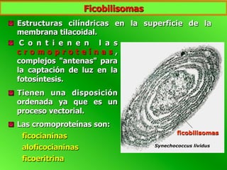   C o n t i e n e n l a s
c r o m o p r o t e í n a s ,
complejos "antenas" para
la captación de luz en la
fotosíntesis.
  Tienen una disposición
ordenada ya que es un
proceso vectorial.
  Las cromoproteínas son:
ficocianinas
aloficocianinas
ficoeritrina
  Estructuras cilíndricas en la superficie de la
membrana tilacoidal.
ficobilisomas
Synechococcus lividus
Ficobilisomas
 