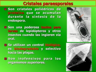   Son una poderosa toxina para
larvas de lepidópteros y otros
insectos cuando las ingieren vía
oral.
  Se utilizan un control biológico,
es biodegradable y selectivo
hacia las plagas.
  Son inofensivos para los
organismos superiores.
  Son cristales poliédricos de
proteína que se acumulan
durante la síntesis de la
endospora.
Cristales paraesporales
 