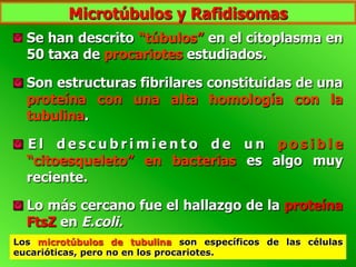 Microtúbulos y Rafidisomas
  Se han descrito “túbulos” en el citoplasma en
50 taxa de procariotes estudiados.
  Son estructuras fibrilares constituidas de una
proteína con una alta homología con la
tubulina.
  E l d e s c u b r i m i e n t o d e u n p o s i b l e
“citoesqueleto” en bacterias es algo muy
reciente.
  Lo más cercano fue el hallazgo de la proteína
FtsZ en E.coli.
Los microtúbulos de tubulina son específicos de las células
eucarióticas, pero no en los procariotes.
 