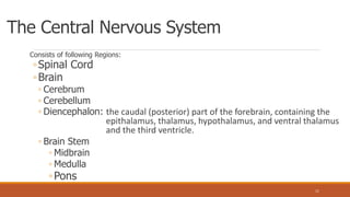 The Central Nervous System
Consists of following Regions:
◦Spinal Cord
◦Brain
◦ Cerebrum
◦ Cerebellum
◦ Diencephalon: the caudal (posterior) part of the forebrain, containing the
epithalamus, thalamus, hypothalamus, and ventral thalamus
and the third ventricle.
◦ Brain Stem
◦ Midbrain
◦ Medulla
◦Pons
11
 