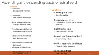 Ascending and descending tracts of spinal cord
↑ Sensory
◦ Gracile tract
◦ Leg position & vibration
◦ Cuneate tract
◦ Arm position & vibration
◦ Dorsal spinocerebellar tract
◦ Strength & muscle speed
◦ Ventral spinocerebellar tract
◦ Modulation; interneurons
◦ Lateral spinothalamic tract
◦ Pain & temperature
◦ Anterior spinothalamic tract
◦ Light touch
◦ Spinocervical thalamic tract
◦ Kinesthetic movement &
discriminative touch
↓ Motor
◦ Corticospinal tract
◦ Speed & agility
◦ Reticulospinal tract
◦ Differential facilitation of motor
neurons
◦ Rubrospinal tract
◦ Fix movement errors
◦ Lateral vestibulospinal tract
◦ Extensor & posture
◦ Medial vestibulospinal tract
◦ Flexor & head position
◦ Tectospinal tract
◦ Head turning 20
 